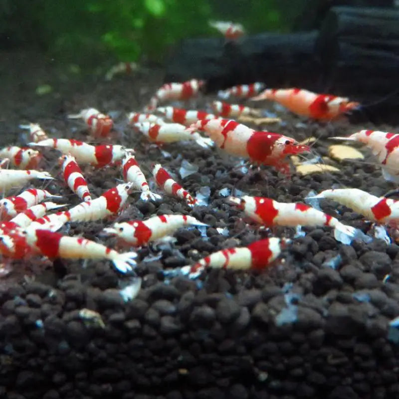 Feeding For Fish Tank Growing